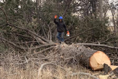 Tree Care & Tree Removal in Monument, Castle Rock, Colorado Springs